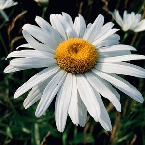 Meet your Posher, Hailey